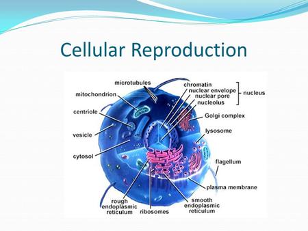 Cellular Reproduction