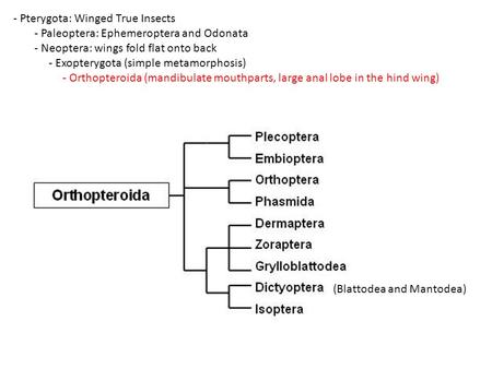 - Pterygota: Winged True Insects