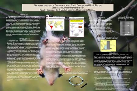 Trypanosoma cruzi in Opossums from South Georgia and North Florida Jessica Gillis, Department of Biology Faculty Sponsor: Dr. J. Mitchell Lockhart, Department.