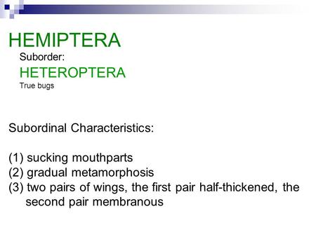 Subordinal Characteristics: (1) sucking mouthparts (2) gradual metamorphosis (3) two pairs of wings, the first pair half-thickened, the second pair membranous.