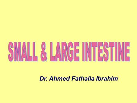 SMALL & LARGE INTESTINE