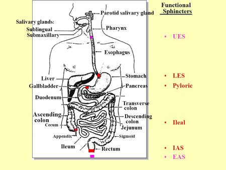 Sublingual Salivary glands : Submaxillary Liver Gallbladder Duodenum Ascending colon Cecum Appendix Ileum Parotid salivary gland Pharynx Esophagus Stomach.