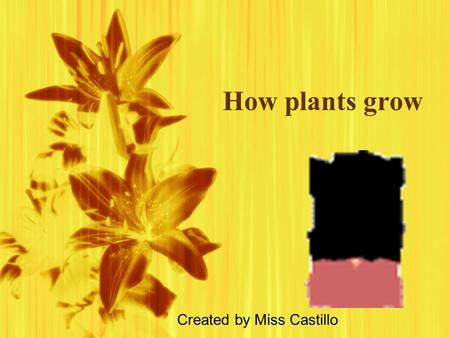 How plants grow Created by Miss Castillo.