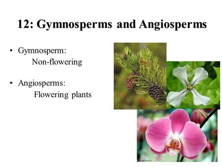 12: Gymnosperms and Angiosperms