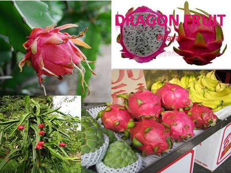 The Pitaya also called Pitahaya or Dragon fruit. Pitaya seeds are edible. Pitaya’s have a light sweet taste. The yellow Pitaya’s are more not ripe as.