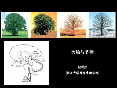 大脑与节律 包爱民 浙江大学神经生物学系. Human Circadian Time Structure.