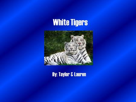 White Tigers By: Taylor & Lauren.