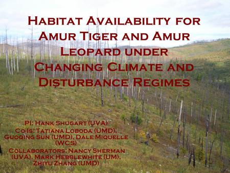 Habitat Availability for Amur Tiger and Amur Leopard under Changing Climate and Disturbance Regimes PI: Hank Shugart (UVA) Co-Is: Tatiana Loboda (UMD),