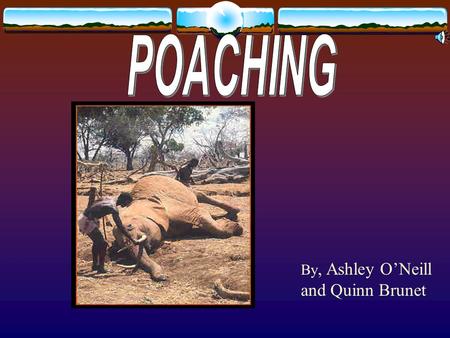 By, Ashley O’Neill and Quinn Brunet. Poaching is hunting out of season or with out a license and using traps The reason why there is endangered species.