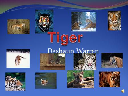 Tiger Dashaun Warren B.