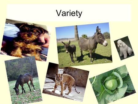 Variety. Variation Variation is the differences that exist between members of the same species. There are 2 kinds of variation – continuous and discontinuous.