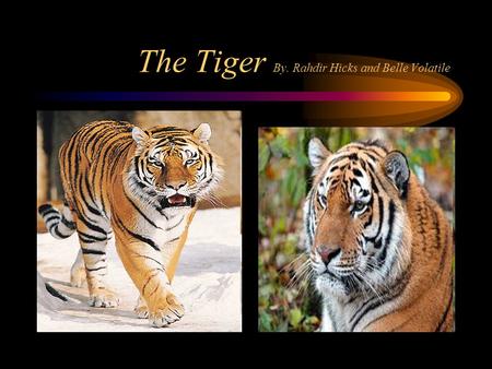 The Tiger By. Rahdir Hicks and Belle Volatile Habitat Tigers walk along the mountains The tigers habitat is mostly in Asia Tigers habitats have also.