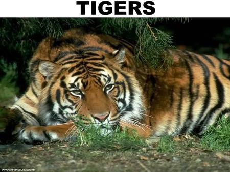 TIGERS.