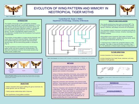 EVOLUTION OF WING PATTERN AND MIMICRY IN NEOTROPICAL TIGER MOTHS INTRODUCTION The brightly colored tiger moths (Lepidoptera: Arctiidae) comprise a large.