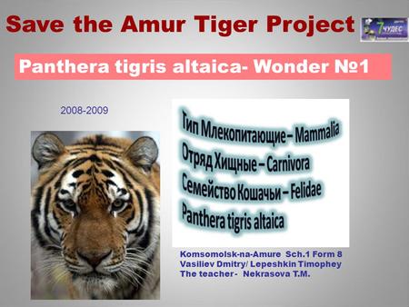 Save the Amur Tiger Project