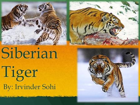 Siberian Tiger By: Irvinder Sohi. Dear MP When one species is removed from their ecosystem it affects another. Biodiversity depends on every single organism.