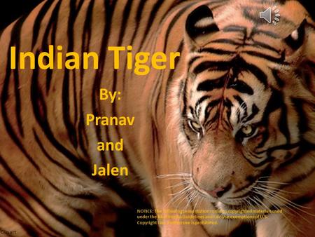 Indian Tiger By: Pranav and Jalen Clip art NOTICE: The following presentation contains copyrighted materials used under the Multimedia Guidelines and.