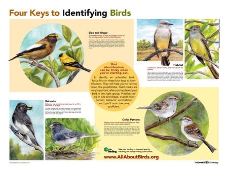 Identifying Bird Groups by Silhouette Birds vary in size. Silhouettes alone gives many clues to a bird‘s identity. Pay attention to the following: body.