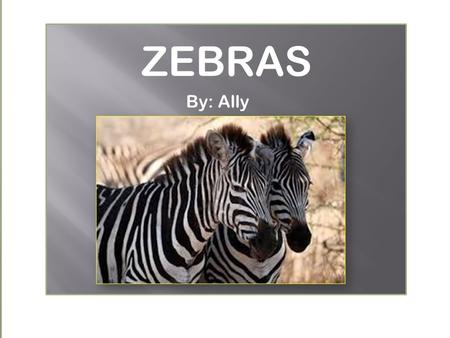 ZEBRAS By: Ally.