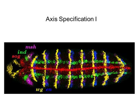 Axis Specification I.