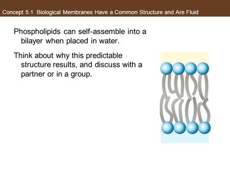 Concept 5.1 Biological Membranes Have a Common Structure and Are Fluid