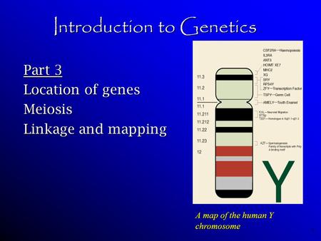 Introduction to Genetics