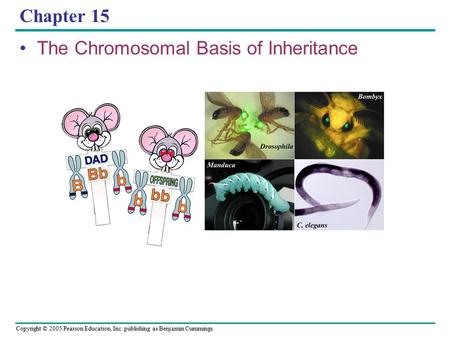 Copyright © 2005 Pearson Education, Inc. publishing as Benjamin Cummings Chapter 15 The Chromosomal Basis of Inheritance.