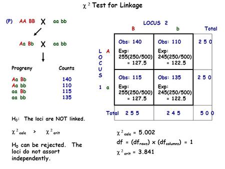   Test for Linkage Progreny Counts AA BB aa bb aa bb(P) H 0 : The loci are NOT linked.   calc >   crit H 0 can be rejected. The loci do not.