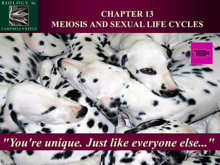 CHAPTER 13 MEIOSIS AND SEXUAL LIFE CYCLES