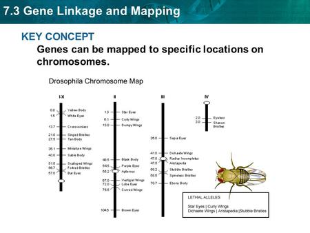 KEY CONCEPT  Genes can be mapped to specific locations on chromosomes.