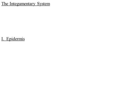 I. Epidermis The Integumentary System. D. Stratum spinosum E. Stratum basale.