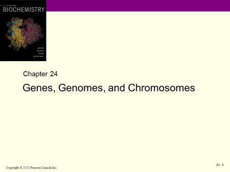 Copyright © 2013 Pearson Canada Inc. 24 - 1 Chapter 24 Genes, Genomes, and Chromosomes.