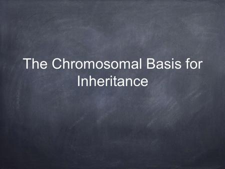 The Chromosomal Basis for Inheritance. Thomas Hunt Morgan Early 1900s Columbia University (New York) Studied genetics of Drosophila melangaster (the common.