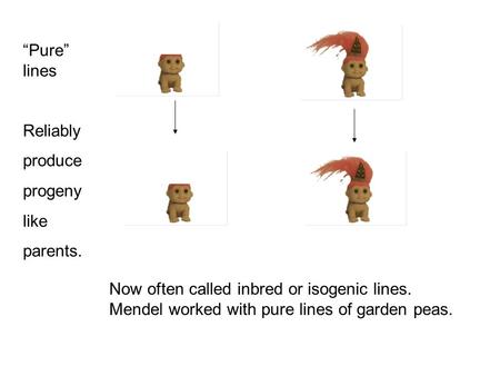 “Pure” lines Reliably produce progeny like parents. Now often called inbred or isogenic lines. Mendel worked with pure lines of garden peas.