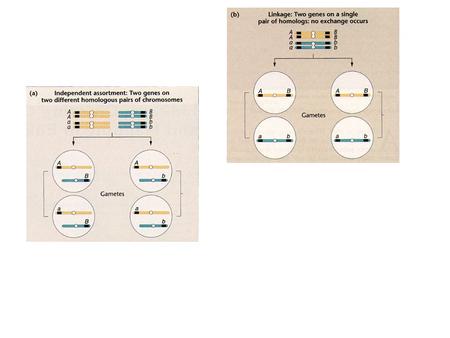 Two Genes Unlinked Aa Bb x aa bb ABAbaBab abAaBbAabbaaBbaabb 1AB: 1Ab: 1aB: 1ab Two Genes Linked A B/a b x ab/ab ABab abAB/abab/ab 1AB: 1ab Perform Test.