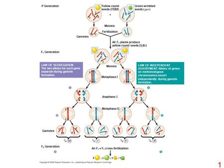 P Generation Yellow-round seeds (YYRR) Y F 1 Generation Y R R R Y  r r r y y y Meiosis Fertilization Gametes Green-wrinkled seeds ( yyrr) All F 1 plants.