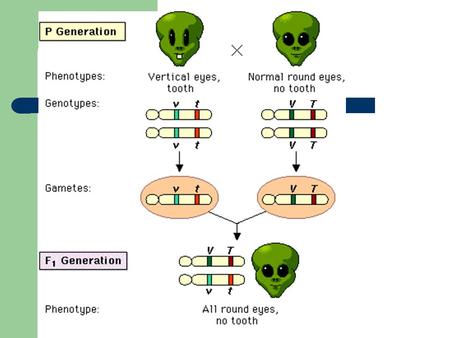 The following is a map of four genes on a chromosome: