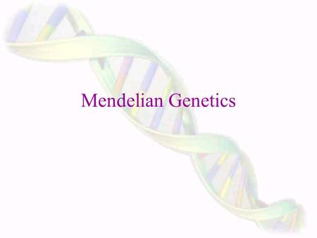 Mendelian Genetics Gregor Mendel ~ Father of modern genetics. Mendel was an Austrian monk and mathematician. One of his assignments in the monastery.