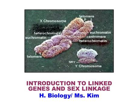 INTRODUCTION TO LINKED GENES AND SEX LINKAGE H. Biology/ Ms. Kim