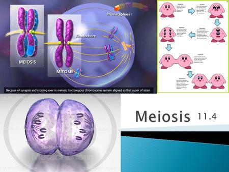 Meiosis 11.4.