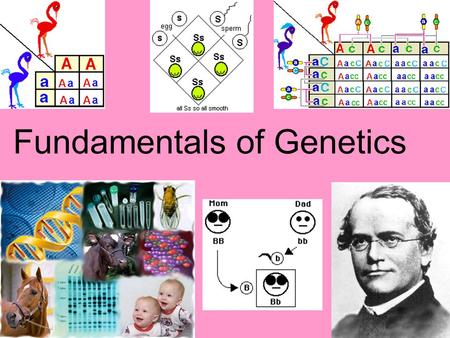 Fundamentals of Genetics