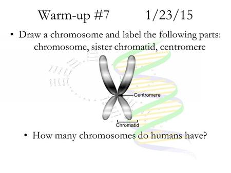 How many chromosomes do humans have?