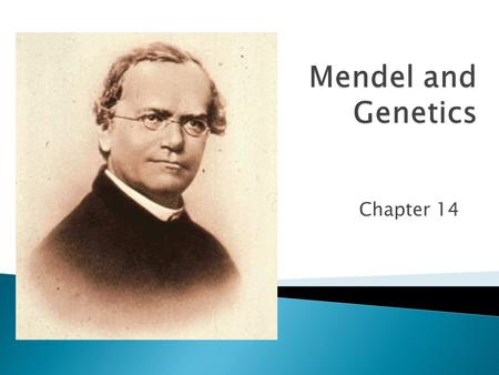 Mendel and Genetics Chapter 14.