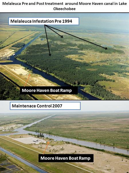 Melaleuca Pre and Post treatment around Moore Haven canal in Lake Okeechobee Moore Haven Boat Ramp Melaleuca Infestation Pre 1994 Maintenace Control 2007.