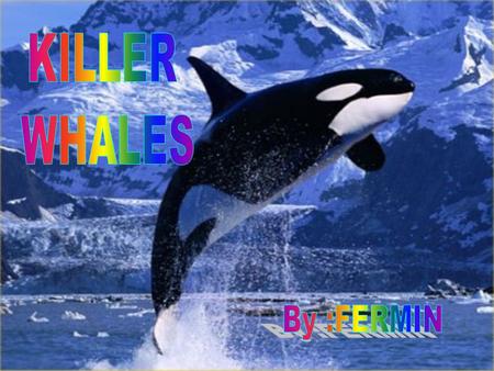 KILLER WHALES By :FERMIN.