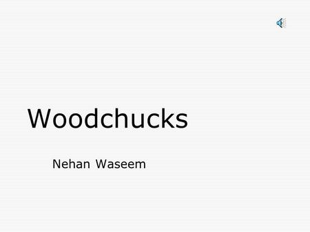 Woodchucks Nehan Waseem.