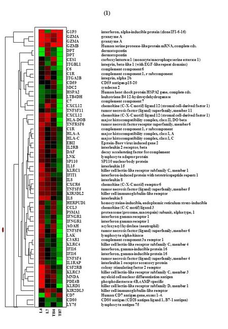 L4 TB4 L7TB7 G1P3interferon, alpha-inducible protein (clone IFI-6-16) GZMAgranzyme A GZMBHuman serine protease-like protein mRNA, complete cds. DPTdermatopontin.