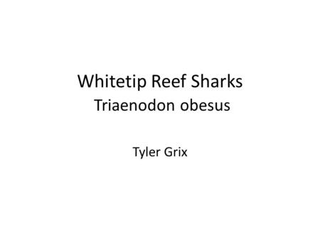 Whitetip Reef Sharks Triaenodon obesus Tyler Grix.