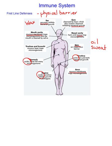 Immune System First Line Defenses. Second Line Defense: Inflammatory Response.