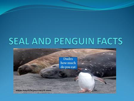 Dudes how much do you eat. THE BIGGEST SEAL. THE BIGGEST SEAL IN THE WORLD IS AN ELEPHANT SEAL. A MALE WEIGHS 4 TONS. What's up with our nose Its just.